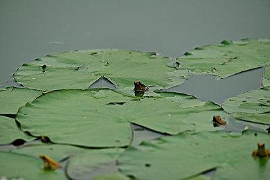 Team17宣布神秘二战新作 近两日即将正式公布